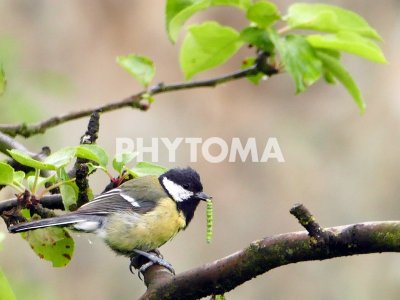 Cyanistes caeruleus